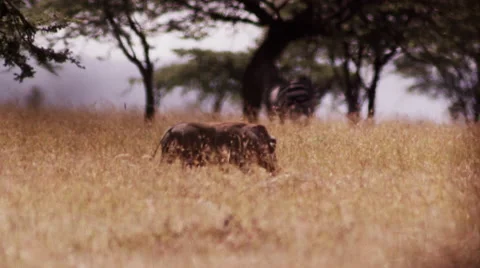 Warthog Walking in Long Golden Grass Video stock 41605893