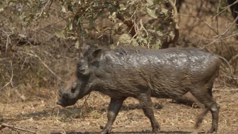 Warthog walking past camera in slow motion, wet coat glistening in Kruger Stock Footage 346880550