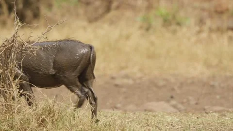 Warthog walking in slow motion across African savanna grassland, Kruger 動画素材 345680207