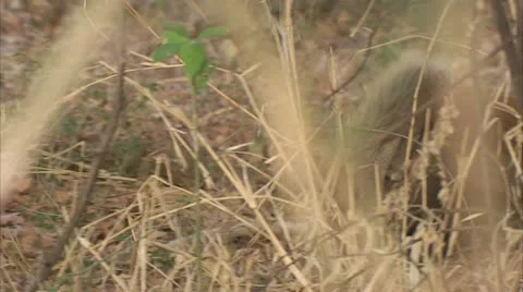 Warthog walking through grass in Niassa Reserve, Mozambique. Stock Footage 23795394