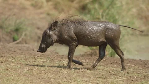 Warthog walking from water in slow motion, wet body dripping as it tracks left 動画素材 346789564
