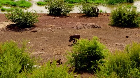 A warthog walks across dry ground at a waterhole in the African bush Video stock 345521171