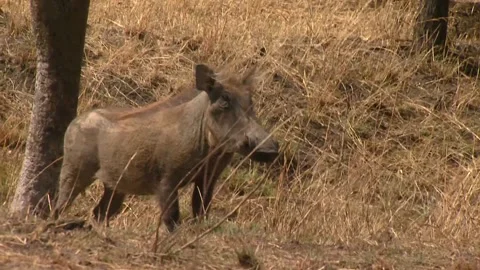 Warthog walks uphill Vídeos de archivo 168324204