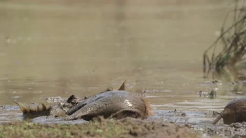 Warthog wallowing in mud in slow motion at Kruger National Park watering hole 動画素材 345680144