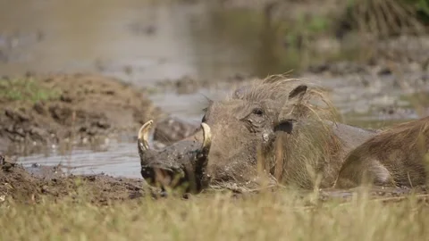 Warthog wallowing in muddy waterhole, rolling in slow motion at Kruger National 動画素材 346574714