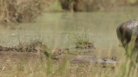 Warthog wallowing in muddy watering hole in slow motion as other hogs pass by 動画素材 346551235