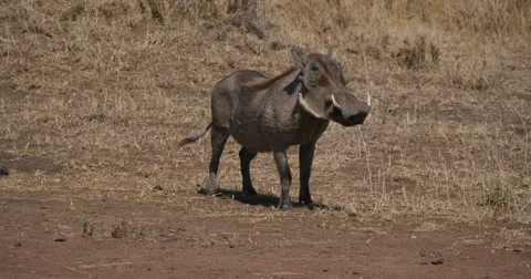 Warthog watches Stock Footage 60603658