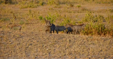 Warthog watches Stock Footage 60603751