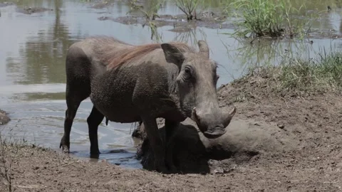 Warthog at waterhole Stock Footage 303771949
