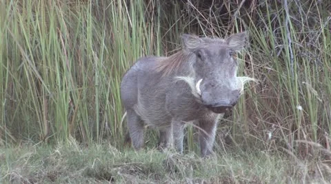 Warthog-What are you looking at? Stock Footage 22283121