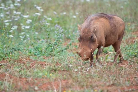 Warthog in the wild Stock Photos