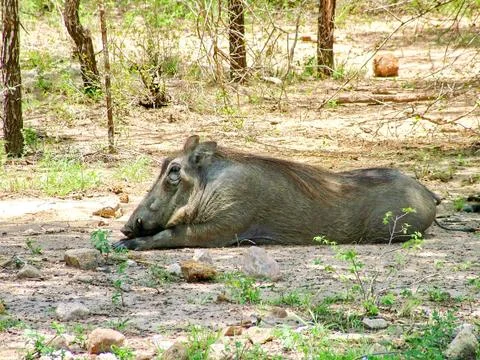 Warthog in the wild Stock Photos