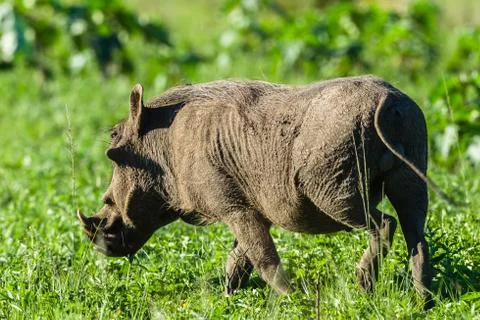 Warthog Wildlife Stock Photos