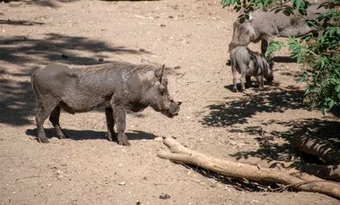 Warthog in the zoo Stock Photos