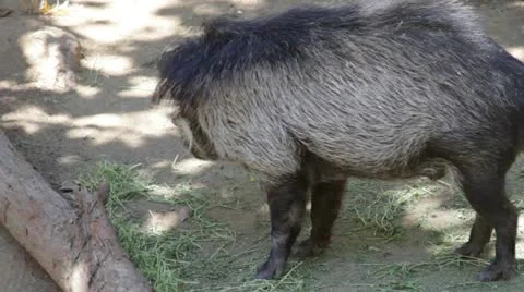 Warthog1 Stock Footage 10881384