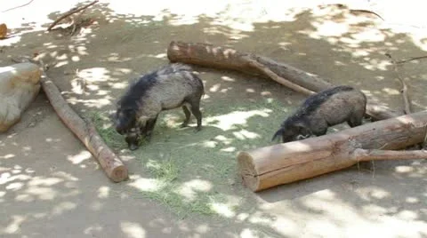 Warthog2 Stock Footage 10882407