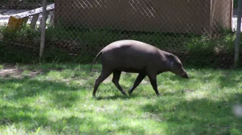 Warthog3 Video stock 10882461