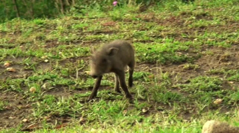 WarthogBaby Stock Footage 688446