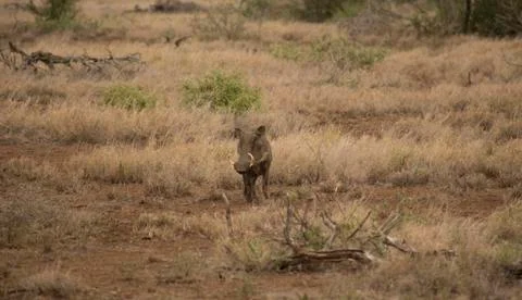 Warthogs 2 Stockfoto's