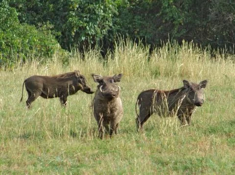 Warthogs in africa Stock Photos