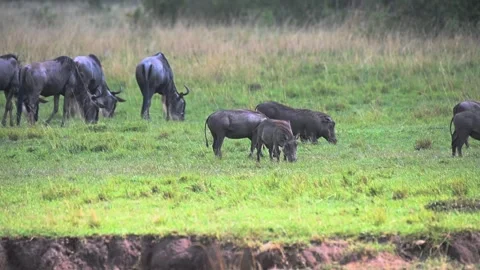 Warthogs and wildebeests on the green grass of Maasai Mara Stock Footage 319069936