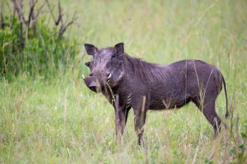 Warthogs are grazing in the savannah of Kenya Stock Photos