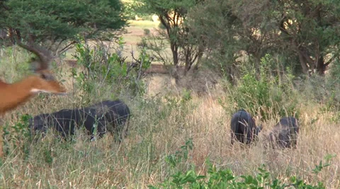 Warthogs are surprised by an impala running by Stock Footage 33847721