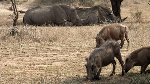 Warthogs are walking on their knees to feed Stock Footage 248150782