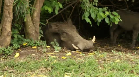 Warthogs with Baby 库存影片 10335711