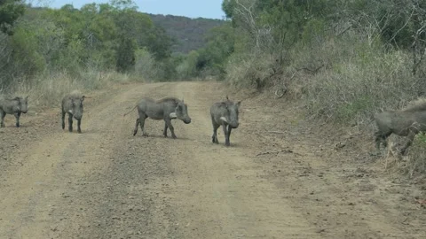 Warthogs crossing a dirt road in the Hluhluwe - imfolozi Park in South africa Stock Footage 132926072