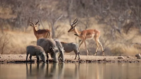 Warthogs drinking in the Kruger National Park, South Africa. Impalas fighting. Stock Footage 202017577