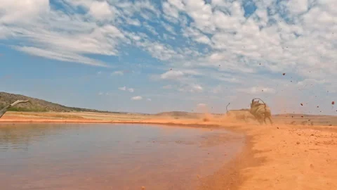 Warthogs drinking at natural waterhole gets big fright and run away in dust Stock Footage 292905110