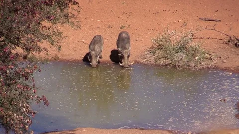 Warthogs drinking water Stock Footage 71292244