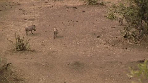 Warthogs on dry riverbed Stock Footage 8568874