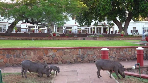 Warthogs eat the grass on the grounds of the elegant Victoria Falls Hotel in Video stock 113200961