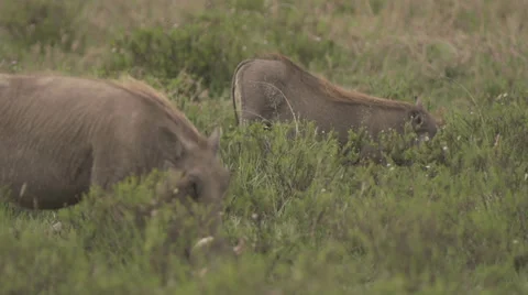 Warthogs eating Stock Footage 33541386