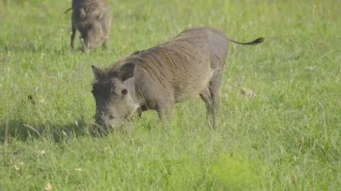 Warthogs Eating Grass Stock Footage 289307064