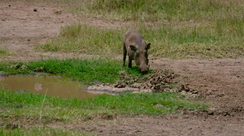 WARTHOGS EATING GRASS NAIROBI KENYA AFRICA Stock Footage 66509758