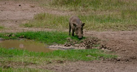 WARTHOGS EATING GRASS NAIROBI KENYA AFRICA Stock-Footage 73042986
