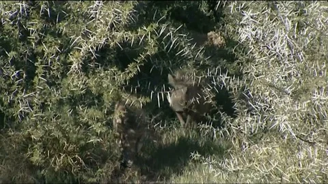 Warthogs emerging from thorn bushes 스톡 동영상 90372386