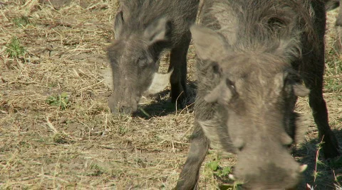 Warthogs feeding 库存影片 369470