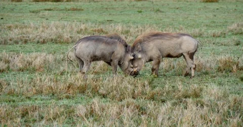 Warthogs fighting Video stock 60603595