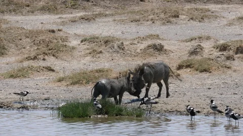 Warthogs fighting, Serengeti Stock Footage 125533982