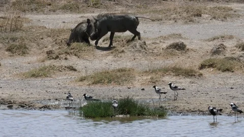 Warthogs fighting, Serengeti Stock Footage 125534323