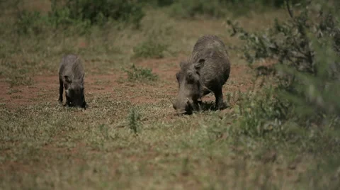 Warthogs Stock Footage 29652050