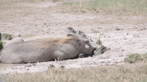 Warthogs Stock-Footage 134178997