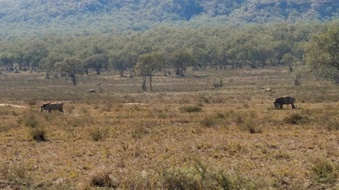 Warthogs Go Through The Pasture In The Dusty And Arid African Savannah Stock Footage 96291620