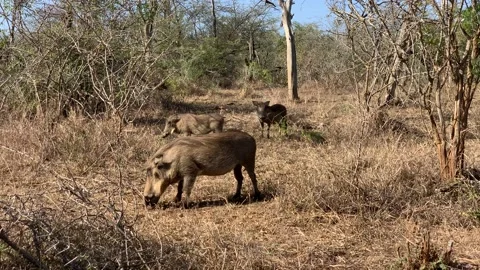 Warthogs Grazing Stock Footage 138266190