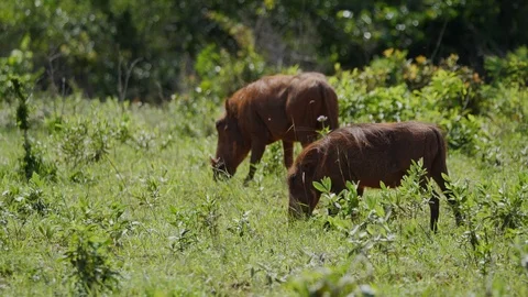 Warthogs grazing in grass Stock Footage 88561416