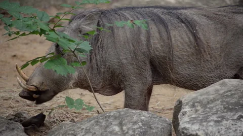Warthogs grazing in zoo exibit Stock Footage